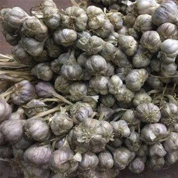 Garlic - Ground - Refill